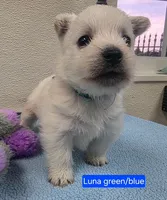 AKC Luna blue male, a male West Highland White Terrier for sale in Mckinney, TX – 1 of 4