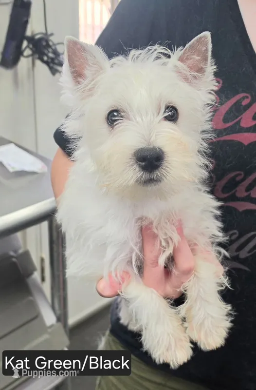 AKC Lady Kathryn male – West Highland White Terrier puppy for sale in Mckinney, TX