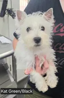 AKC Lady Kathryn male, a male West Highland White Terrier for sale in Mckinney, TX – 1 of 5
