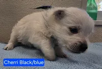 AKC Cherri blue male, a male West Highland White Terrier for sale in Mckinney, TX – 2 of 3
