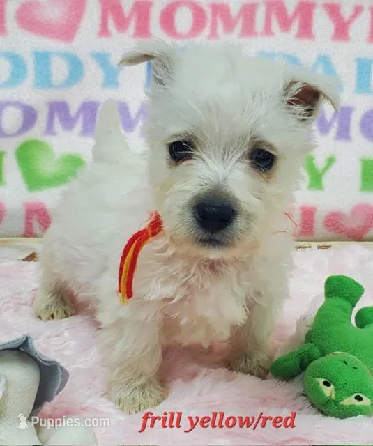 AKC Frill male Red – West Highland White Terrier puppy for sale in Mckinney, TX