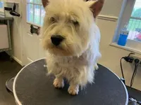 AKC Frill male Red, a male West Highland White Terrier for sale in Mckinney, TX – Photo 4 of 4