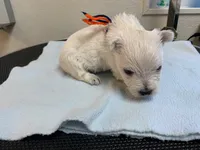 AKC Spring orange male, a male West Highland White Terrier for sale in Mckinney, TX – 3 of 6