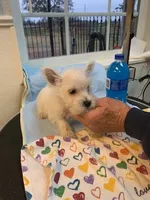 AKC Lady Kathryn male, a male West Highland White Terrier for sale in Mckinney, TX – 2 of 5