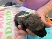 AKC Taylor female Sandy, a female Cairn Terrier for sale in Mckinney, TX – 7 of 10