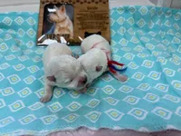 AKC Luna blue male, a male West Highland White Terrier for sale in Mckinney, TX – 3 of 4