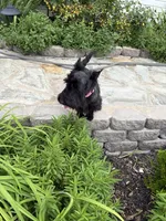 AKC Isle of Skye, a female Scottish Terrier for sale in Mckinney, TX – 2 of 3