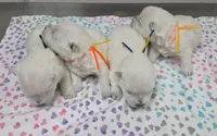 AKC Smarty male org, a male West Highland White Terrier for sale in Mckinney, TX – 3 of 6