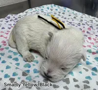 AKC Smarty male black collar, a male West Highland White Terrier for sale in Mckinney, TX – 3 of 5