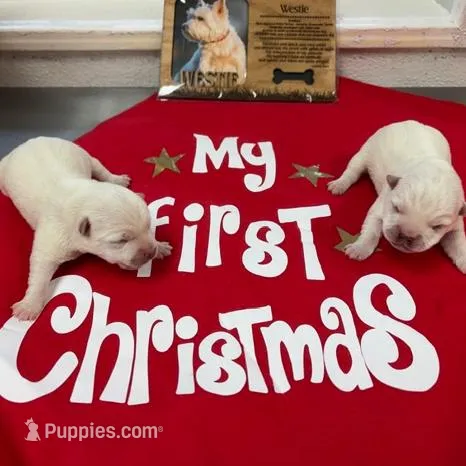 AKC Di Pink Female, a female West Highland White Terrier for sale in Mckinney, TX – Photo 3 of 5