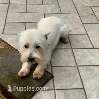 AKC Di Pink Female, a female West Highland White Terrier for sale in Mckinney, TX – Photo 5 of 5