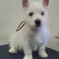 AKC Di Pink Female, a female West Highland White Terrier for sale in Mckinney, TX – Photo 2 of 5