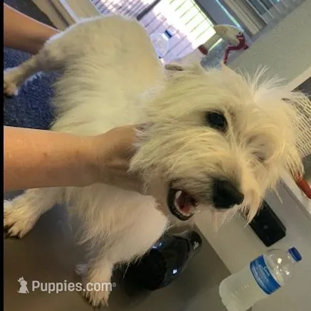 AKC Di Pink Female, a female West Highland White Terrier for sale in Mckinney, TX – Photo 4 of 5