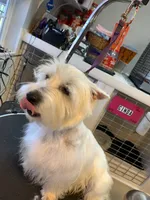 AKC Spring orange male, a male West Highland White Terrier for sale in Mckinney, TX – 6 of 6