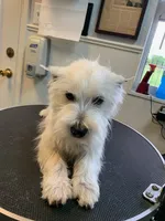 AKC Luna blue male, a male West Highland White Terrier for sale in Mckinney, TX – 4 of 4