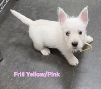 AKC Frill female, a female West Highland White Terrier for sale in Mckinney, TX – 3 of 6
