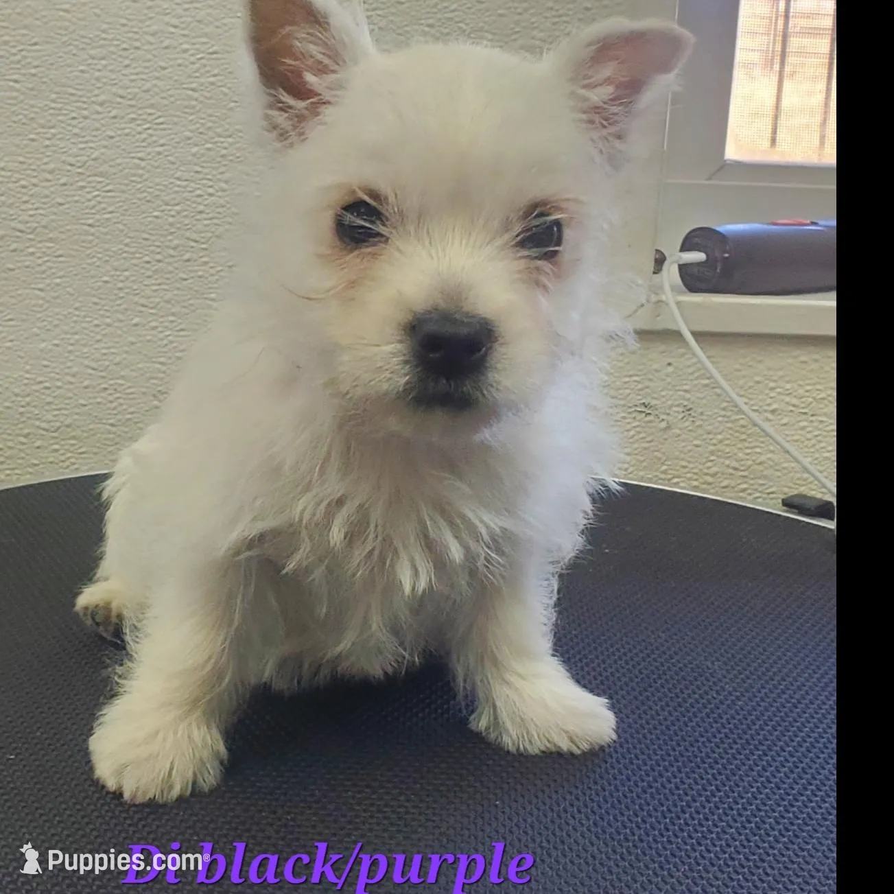AKC Di Purple Female, a female West Highland White Terrier for sale in Mckinney, TX – Photo 2 of 5