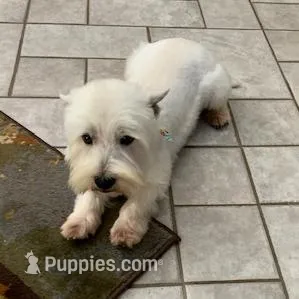 AKC Di Purple Female, a female West Highland White Terrier for sale in Mckinney, TX – Photo 5 of 5
