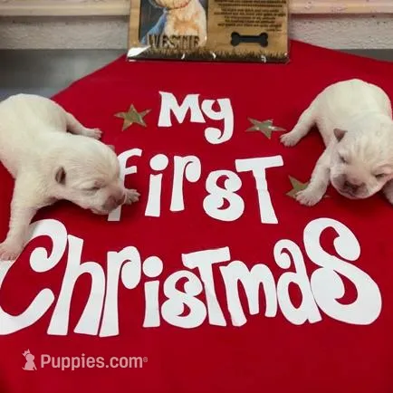 AKC Di Purple Female, a female West Highland White Terrier for sale in Mckinney, TX – Photo 3 of 5