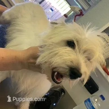 AKC Di Purple Female, a female West Highland White Terrier for sale in Mckinney, TX – Photo 4 of 5