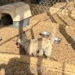 AKC Taylor female Sandy, a female Cairn Terrier for sale in Mckinney, TX – 2 of 10