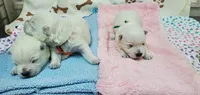 AKC Smarty male blue collar, a male West Highland White Terrier for sale in Mckinney, TX – 6 of 7