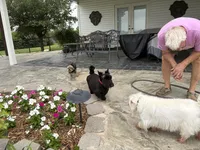 AKC Max A Million, a male Scottish Terrier for sale in Mckinney, TX – 2 of 5
