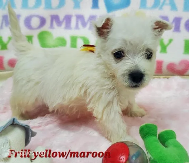 AKC Frill male Maroon – West Highland White Terrier puppy for sale in Mckinney, TX