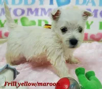 AKC Frill male Maroon, a male West Highland White Terrier for sale in Mckinney, TX – Photo 1 of 5