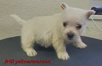 AKC Frill male Maroon, a male West Highland White Terrier for sale in Mckinney, TX – Photo 2 of 5