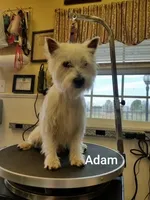 AKC Frill male Maroon, a male West Highland White Terrier for sale in Mckinney, TX – Photo 5 of 5