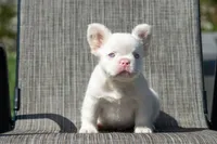 Frost, a male French Bulldog for sale in Chino Hills, CA – 5 of 5