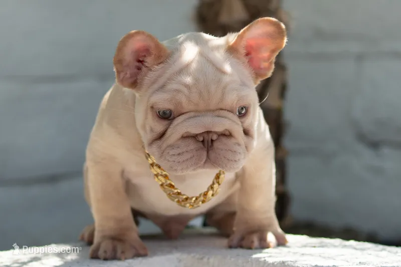Duvalin  – French Bulldog puppy for sale in Chino Hills, CA
