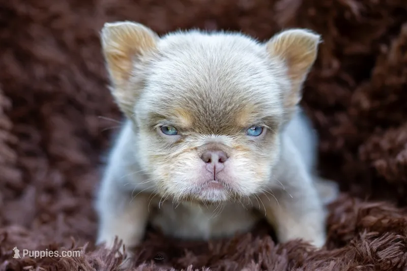 Smalls  – French Bulldog puppy for sale in Chino Hills, CA
