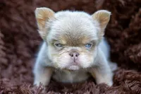Smalls , a male French Bulldog for sale in Chino Hills, CA – 1 of 4