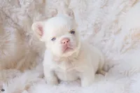 Frost, a male French Bulldog for sale in Chino Hills, CA – 1 of 1