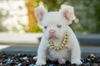 Frost, a male French Bulldog for sale in Chino Hills, CA – 3 of 5