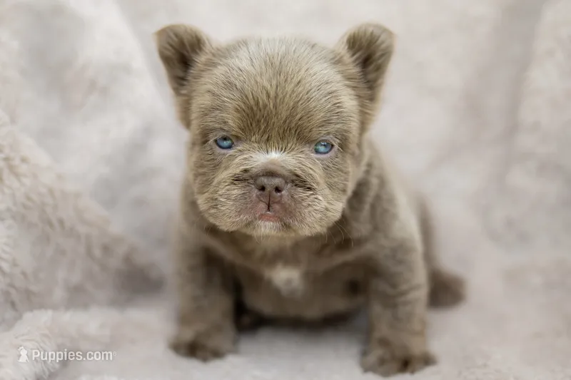 Rex – French Bulldog puppy for sale in Chino Hills, CA