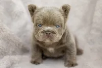 Rex, a male French Bulldog for sale in Chino Hills, CA – 1 of 1