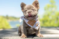 Rex, a male French Bulldog for sale in Chino Hills, CA – 4 of 5