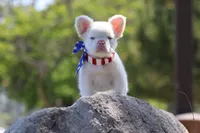 Frost, a male French Bulldog for sale in Chino Hills, CA – 2 of 5