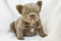 Rex, a male French Bulldog for sale in Chino Hills, CA – 3 of 5