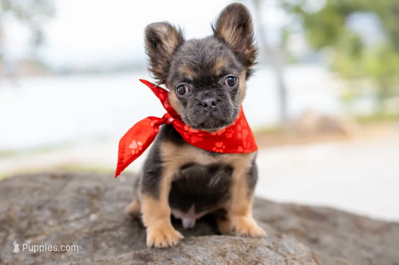 James – French Bulldog puppy for sale in Chino Hills, CA