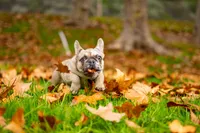 Jager, a male French Bulldog for sale in Chino Hills, CA – Photo 3 of 4