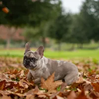 Jager, a male French Bulldog for sale in Chino Hills, CA – Photo 2 of 3
