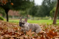 Jager, a male French Bulldog for sale in Chino Hills, CA – Photo 2 of 4