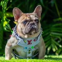 Jager, a male French Bulldog for sale in Chino Hills, CA – Photo 1 of 3