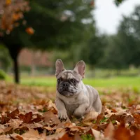 Jager, a male French Bulldog for sale in Chino Hills, CA – Photo 3 of 3