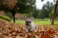 Jager, a male French Bulldog for sale in Chino Hills, CA – Photo 4 of 4