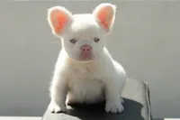 Frost, a male French Bulldog for sale in Chino Hills, CA – 4 of 5